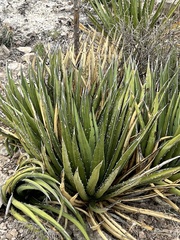 Agave lechuguilla