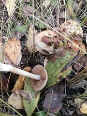 Cortinarius triumphans