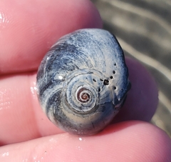 Neverita duplicata