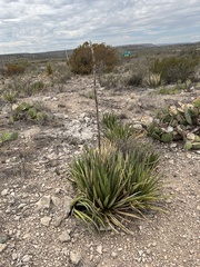 Agave lechuguilla