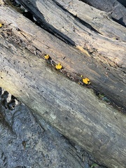 Dacrymyces chrysospermus