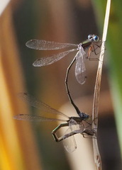 Lestes virens