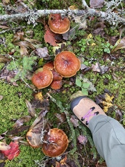 Suillus clintonianus