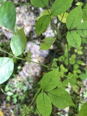 Staphylea
