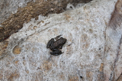 Litoria meiriana