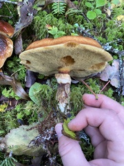 Suillus clintonianus