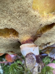 Suillus clintonianus