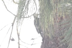 Dryobates albolarvatus