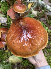 Suillus clintonianus