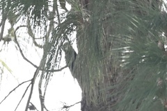 Dryobates albolarvatus