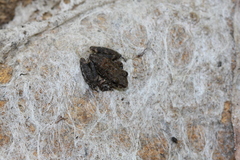 Litoria meiriana
