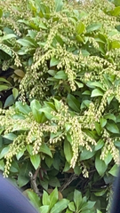Pieris japonica