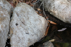 Litoria meiriana