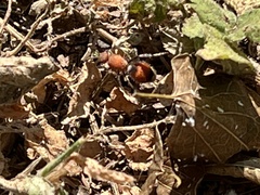 Dasymutilla bioculata