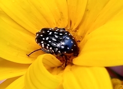 Oxythyrea marginalis