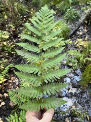 Dryopteris ludoviciana