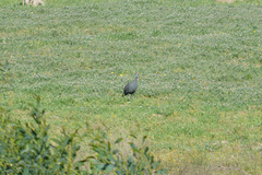 Numida meleagris coronatus