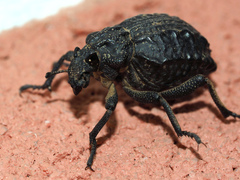 Brachycerus