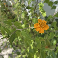 Sclerocarpus divaricatus