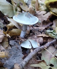 Stropharia aeruginosa