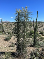 Fouquieria columnaris
