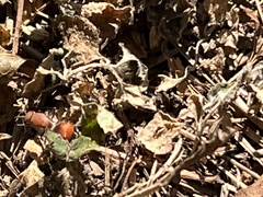 Dasymutilla bioculata