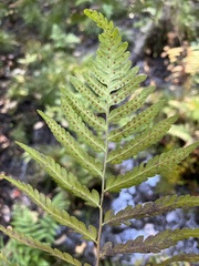 Dryopteris ludoviciana