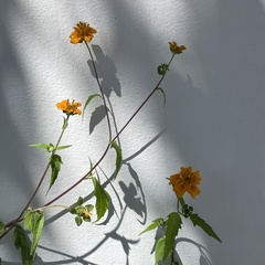 Sclerocarpus divaricatus