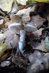 Stropharia aeruginosa