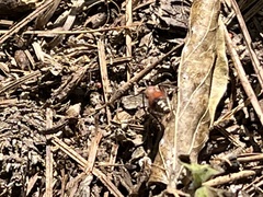 Dasymutilla bioculata