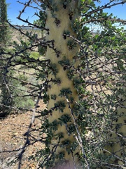 Fouquieria columnaris