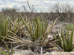 Agave lechuguilla