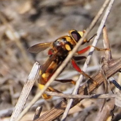 Milesia crabroniformis