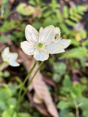 Parnassia grandifolia