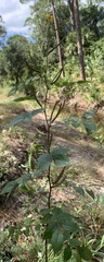 Cassiinae