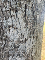 Punctelia missouriensis