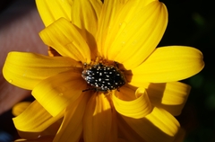 Oxythyrea marginalis