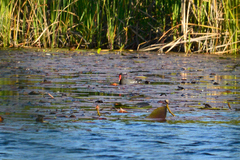 Gallinula chloropus meridionalis