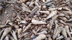 Melanoides tuberculata