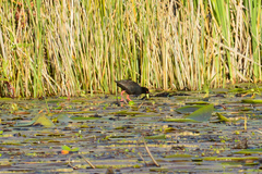 Zapornia flavirostra