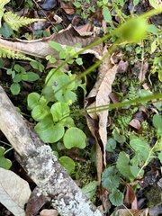 Parnassia grandifolia