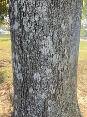 Punctelia missouriensis