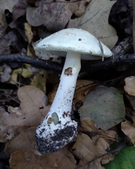 Amanita phalloides