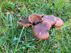 Lyophyllum