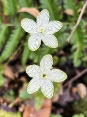 Parnassia grandifolia