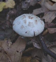 Amanita phalloides