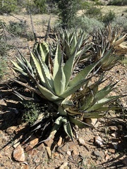 Agave cerulata