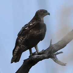 Aquila spilogaster