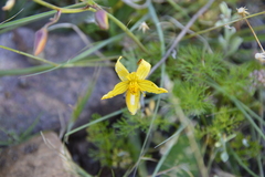 Cyanella lutea