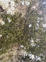 Platygyrium repens
